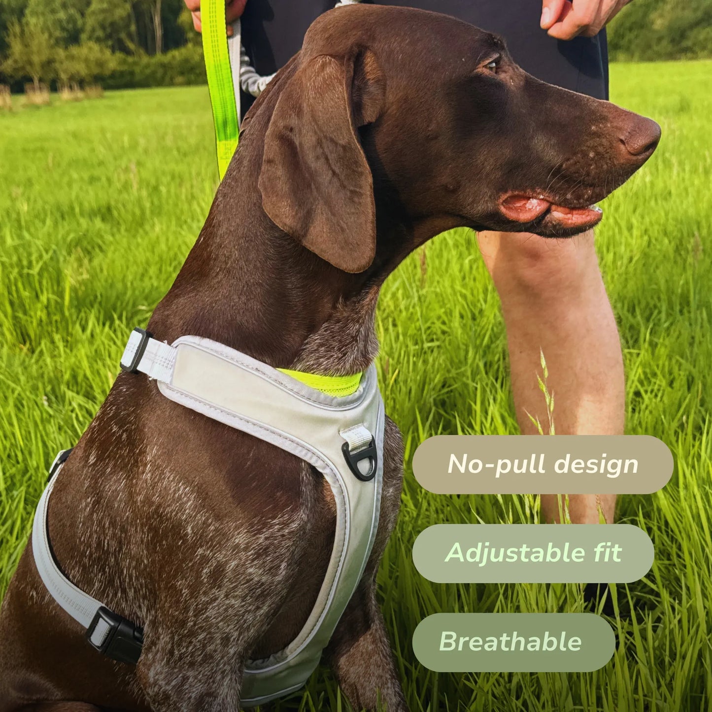 Comfort Jogger Dog Harness