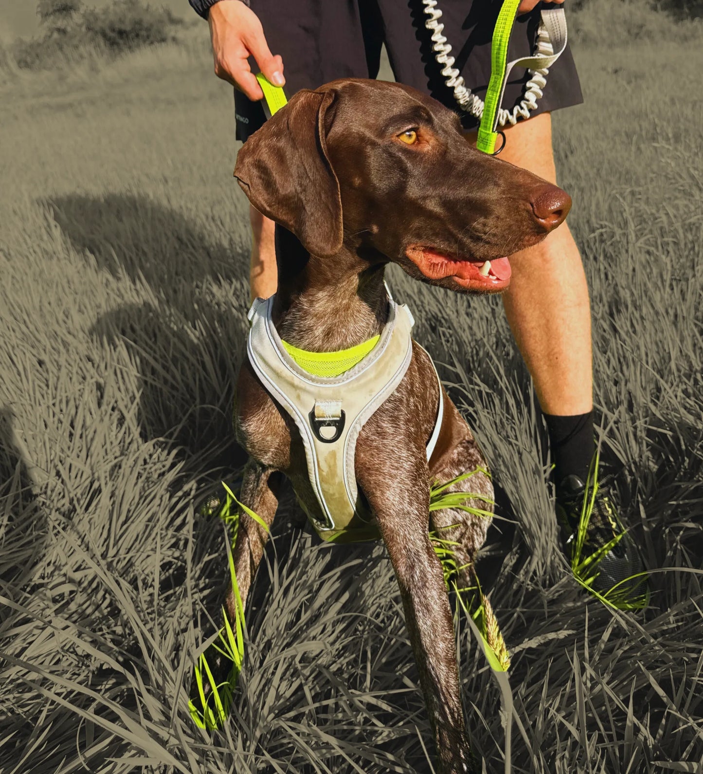 Comfort Jogger Dog Harness