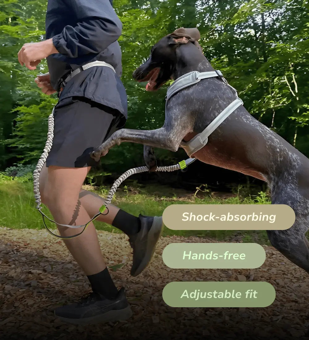 Elastic Jogger Dog Leash