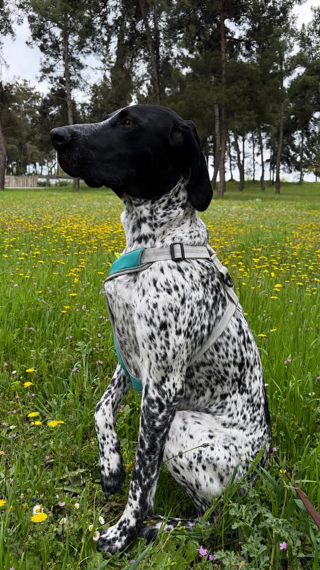 German shorthaired pointer sitting in a meadow of dandelions, wearing the aqua green PawJogger harness