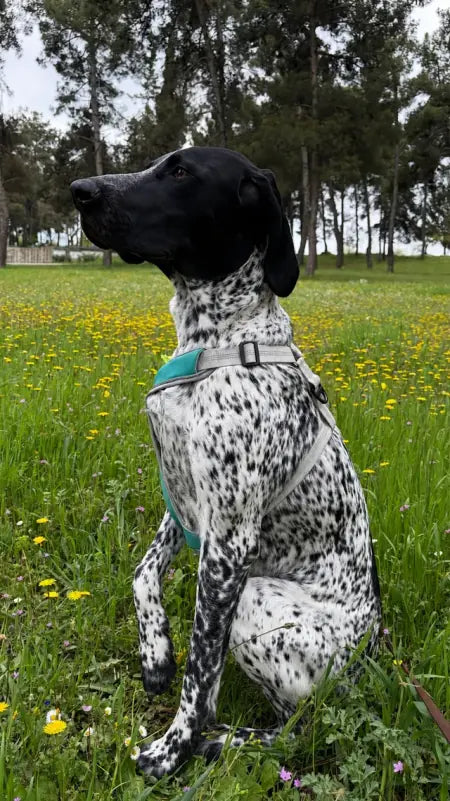 German shorthaired pointer sitting in a meadow of dandelions, wearing the aqua green PawJogger harness