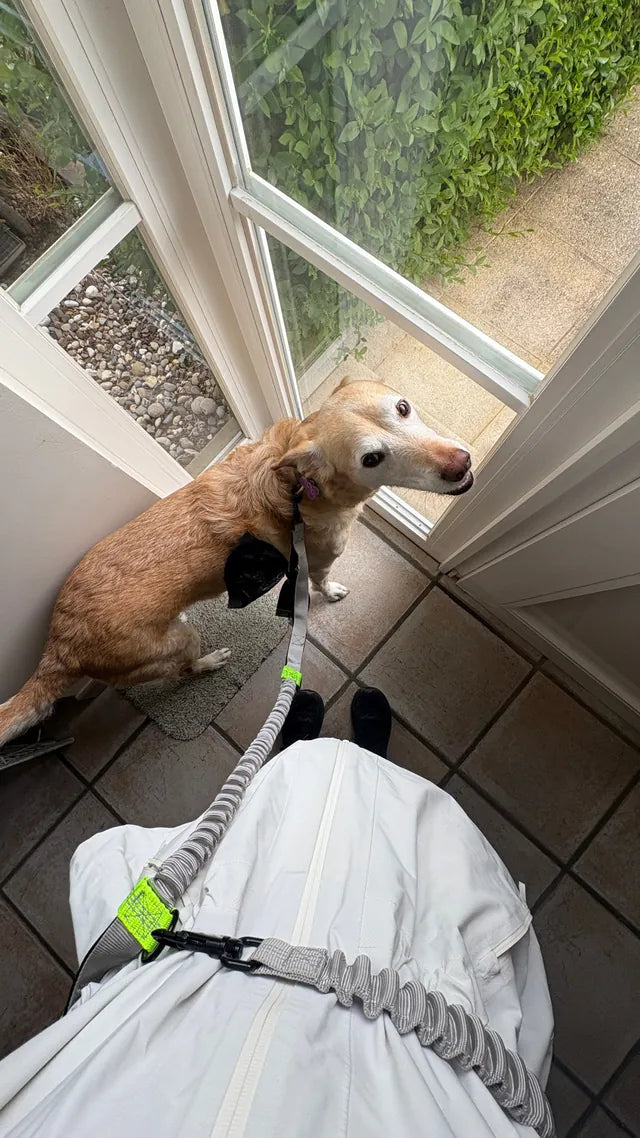 Small dog waiting at the front door, already clipped to the hands-free waist belt