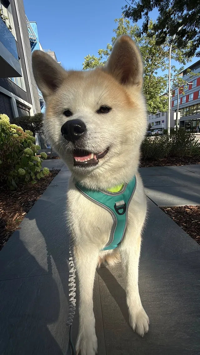 Akita on a city pavement wearing the aqua green harness, clipped to the grey bungee leash
