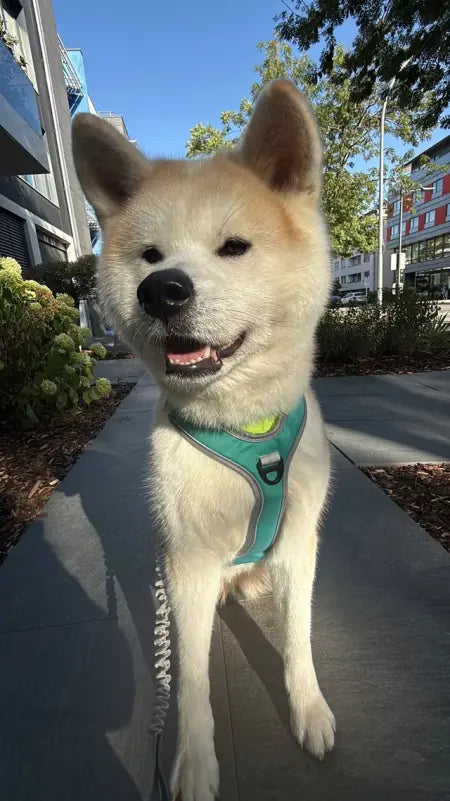 Akita on a city pavement wearing the aqua green harness, clipped to the grey bungee leash