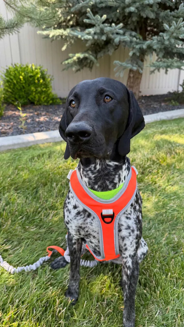 German shorthaired pointer sitting on a garden lawn in the orange PawJogger harness with reflective trim, clipped to the grey shock-absorbing bungee running leash
