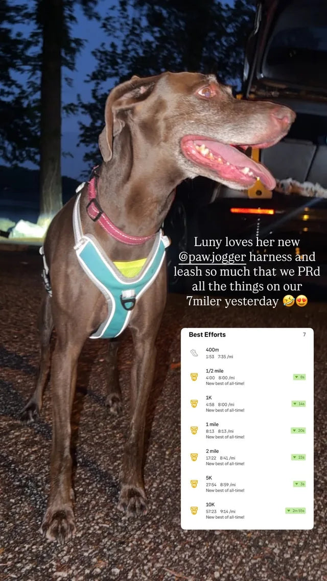 Weimaraner named Luny in the aqua green PawJogger harness with reflective trim at dusk, after setting seven personal records on a 7 mile run